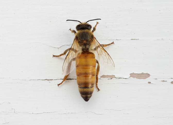 reine sur fond blanc